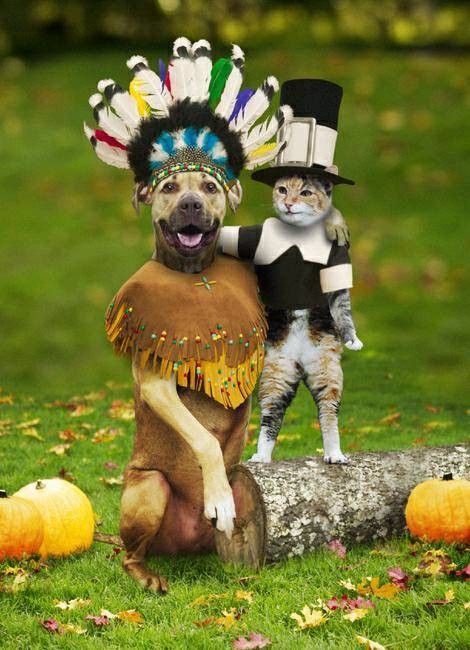 Pilgrim cat - Indian dog